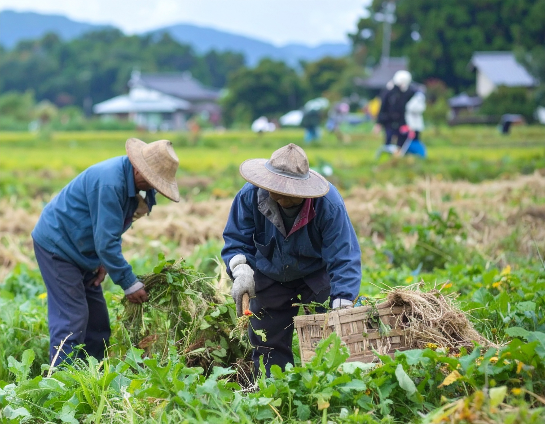 本当の意味での産地直送